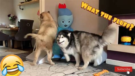 life with the malamutes and amelia youtube.